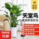 天堂鳥大型綠植盆栽 天堂鳥1-1.2米【螺紋樹脂盆】
