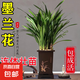 墨蘭蘭花苗盆栽帶花苞發(fā)貨精品名貴花卉綠植物室內(nèi)四季好養(yǎng)活企黑 墨蘭（高方盆+底托）【10棵裝】
