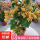 三角梅盆栽帶花劍樹苗室內(nèi)陽臺重瓣飄枝垂絲老樁四季開花爬藤花卉 【帶花發(fā)貨 收到即賞】加州黃金大苗 45-50cm左右（原盆帶土發(fā)貨）