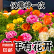 【當季新種】重瓣太陽花種子易活四季開花室外庭院花園花種籽子 重瓣太陽花種子/包約1萬粒 一包