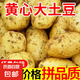 黃心土豆新鮮洋芋馬鈴薯黃皮應季蔬菜整箱優(yōu)質(zhì)土豆現(xiàn)摘美味蔬菜 帶箱5斤土豆