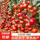 紅圣女果種子小番茄小西紅柿田園陽(yáng)臺(tái)盆栽四季種蔬菜番茄種子 紅圣女果種子【1包約200?！?原廠封裝