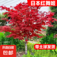 日本紅楓樹苗四季紅舞姬中國老樁盆景盆栽庭院別墅室外綠化植物苗 【日本紅舞姬】3.5cm粗1.4米高