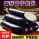 山東新鮮綠把紫皮長茄現(xiàn)摘現(xiàn)發(fā)新鮮嫩茄新鮮時令蔬菜生鮮 新鮮綠把紫茄 2斤 帶箱