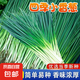 【隨種隨吃】調(diào)料菜種子組合春季四季易種耐熱陽臺盆栽通種蔬菜 四季小香蔥1包約1000粒 一包約1000粒