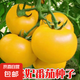 大黃柿子種籽黃色西紅柿種孑黃貴妃番茄種子東北大果春季蔬菜籽種 大黃番茄種子/包約200粒 5包