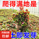 四季蔬菜種子大全菠菜香菜生菜油麥菜莧菜雞毛菜芹菜矮腳黃蔬菜籽 花紅莧菜種子1包約3500粒