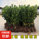 冬青樹苗法國(guó)直立綠籬笆庭院圍墻植物四季常青耐寒叢生北海道黃楊 冬青40-50厘米高（50棵）