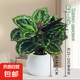彩虹竹芋盆栽水培孔雀竹芋彩葉綠植物花卉室內(nèi)夏季天除甲醛好養(yǎng)活 彩虹竹芋（fiower自吸盆）