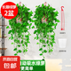 長藤綠蘿垂吊綠植室內(nèi)吊蘭吸甲醛凈化空氣綠植盆栽稀有綠蘿盆栽 【盆口直徑16厘米】長藤白盆綠2盆送肥料