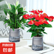 水培紅掌盆栽帶花一帆風(fēng)順花卉植物室內(nèi)好養(yǎng)綠植鴻運(yùn)當(dāng)頭四季開(kāi)花 特級(jí)紅掌+優(yōu)質(zhì)白掌（灰色繁星盆）