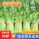 矮生紅番茄種子奶白菜上海青光桿茼蒿割茬茴香黃心烏塌菜種籽菜籽 光桿茼蒿種子10克
