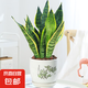 虎皮蘭盆栽室內(nèi)好養(yǎng)植物桌面綠植花卉辦公室綠植盆景 虎皮蘭+花好月圓陶瓷盆