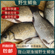 微山湖野生鯽魚土漁民捕撈活魚現(xiàn)殺凈膛滋補(bǔ)燉湯400g/袋 中號(hào)【4-6條/400g】400g*5袋