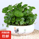 銅錢草水培盆栽室內室外花卉金錢草綠植吸綠植花草植物 銅錢草+禪字陶瓷盆