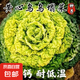 黃心烏塌菜種子耐寒耐濕大田庭院種植菊花心奶油黃心菜蔬菜種子孑 黃心烏塌菜種子 1包約1000粒