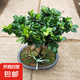 榕樹盆栽盆景樹苗大榕樹人參榕金錢榕大型老樁提根樹苗綠植物花卉 特大號榕樹45-50cm高