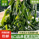 大連 鮮海帶 裙帶菜 海帶嫩苗兒童海白菜 海藻菜 裙帶菜葉5斤