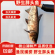 微山湖野生胖頭魚花鰱鳙魚新鮮活魚現(xiàn)殺凈膛漁民捕撈 微山湖胖頭魚 15斤/條（宰殺后15-20%損耗）
