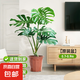 龜背竹盆栽大型室內(nèi)客廳植物綠植庭院前臺老樁提根巨葉 老樁龜背竹1-1.1米【原盆】