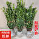 冬青樹苗法國(guó)直立綠籬笆庭院圍墻植物四季常青耐寒叢生北海道黃楊 冬青70-80厘米高（50棵）