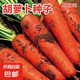 【冬季蘿卜】（京東配送）種子套餐菜種子陽臺盆栽庭院易種秋冬季 胡蘿卜種子/包約300粒