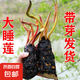 睡蓮種苗荷花盆栽中大型碗蓮蓮花種藕水培水養(yǎng)水生池塘盆缸荷葉種 大睡蓮根塊 5個(gè)-混色