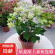 三角梅盆栽帶花劍樹苗室內(nèi)陽臺重瓣飄枝垂絲老樁四季開花爬藤花卉 【帶花發(fā)貨 收到即賞】綠櫻老樁大苗 45-50cm左右（原盆帶土發(fā)貨）