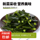 海帶頭鹽漬海帶頭根莖梗海帶厚片塊新鮮煲湯火鍋涼拌家霞浦 【厚實(shí)軟糯】鹽漬海帶頭500g*2包