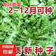 【農家菜園】白長(cháng)茄子貝貝南瓜番茄重慶香菜天津青麻葉養生薺薺菜 【原裝】養生薺薺菜約3000粒1包