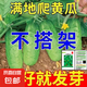 水果黃瓜新種上市生吃四季水果種籽蔬菜種子新品種陽(yáng)臺(tái)種植 摘不敗滿地趴黃瓜約50粒1包
