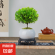 小葉赤楠盆景植物辦公花卉基地直銷批發(fā)綠植盆栽室內(nèi)擺件花卉綠植 赤楠+冰裂紋盆+苔蘚+底座