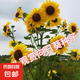 多頭向日葵種子觀賞四季易種開花庭院室內(nèi)陽臺(tái)盆栽太陽花花卉種籽 多頭向日葵種子 一包約50粒