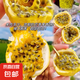海南樂東欽蜜9號(hào)百香果酸酸甜甜生吃泡水喝補(bǔ)充維C水果 10粒小果特價(jià)單果35-45g