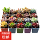 多肉植物盆栽綠植花卉室內(nèi)玉露錢串紅寶石書桌擺件玫瑰 15顆多肉隨機(jī)+15個(gè)小盆+營養(yǎng)土 圖片文字有說明