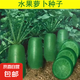 冰糖脆里外青水果蘿卜種子生吃甜脆農(nóng)家蔬菜四季播種水果綠蘿卜籽 里外青蘿卜種子 1包約300粒
