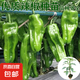 傲點(diǎn)辣椒苗高產(chǎn)蔬菜苗薄皮椒苗長線椒苗螺絲椒苗朝天椒苗牛角椒苗 薄皮青椒秧苗（微辣） 精選帶土球苗10顆