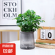 綠植盆栽桌面水培綠植好養(yǎng)花卉觀花植物辦公室桌面綠植盆栽 小幸福樹(shù)+繁星吸水盆