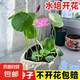 水培碗蓮種籽子四季睡蓮荷花水養(yǎng)植物種藕缸養(yǎng)盆栽銅錢草草籽種孑 優(yōu)質(zhì)開口碗蓮【10顆 送肥料】