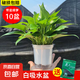 綠蘿盆栽室內(nèi)植物花卉凈化空氣綠植水培垂吊大葉綠蘿新房客廳家用 【整高20cm盆口11】白盆吸水10盆送肥料
