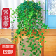 常春藤盆栽室內(nèi)垂吊植物好養(yǎng)水培綠植凈化空氣除甲醛四季常青長青 1盆青葉常春藤(長 50 厘米左右)簡易盆配吊鉤