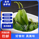 鹽漬海帶苗 新鮮海帶嫩芽 涼拌三秒火鍋食材 3斤(500g*3袋)