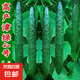 津研四號黃瓜種子綠瓤心肉水果春秋四季陽臺盆栽高產(chǎn)蔬菜種籽苗孑 精研四號種子 1包約50粒