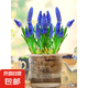 10顆葡萄風(fēng)信子進口種球土培水培植物盆栽室內(nèi)室外耐寒花卉多年生 混色 葡萄風(fēng)信子種球 5球 3-4cm