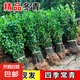 圍墻籬笆植物大葉北海道黃楊苗冬青樹苗四季常青耐寒庭院綠籬樹苗 冬青60厘米高*10棵