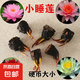 睡蓮種苗荷花盆栽中大型碗蓮蓮花種藕水培水養(yǎng)水生池塘盆缸荷葉種 小睡蓮 6個(gè)-混色