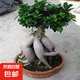 榕樹盆栽盆景樹苗大榕樹人參榕金錢榕大型老樁提根樹苗綠植物花卉 大號榕樹35-40cm高