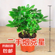 【八方來財】發(fā)財樹鴨腳木盆栽四季常青桌面防輻射花卉盆景 八方來財20厘米4顆【原盆】 送肥料