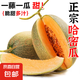 正宗曉蜜瓜哈密瓜新鮮現(xiàn)摘當(dāng)季水果甜蜜瓜整箱批發(fā) 2-3斤