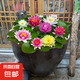 睡蓮水培植物四季水養(yǎng)荷花水蓮花盆栽花卉水池塘大睡蓮根塊帶花苞 大睡蓮根塊/混搭色10個